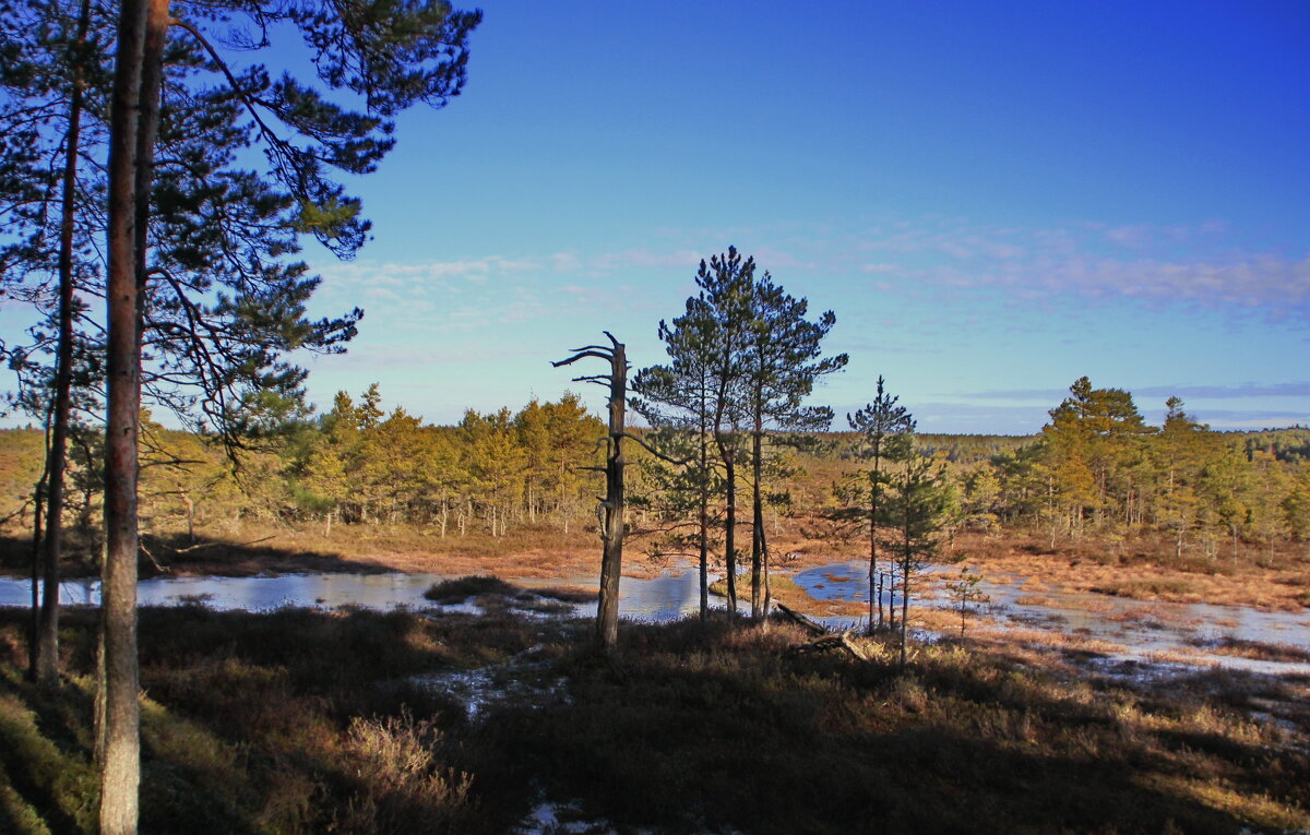 Фрагменты весеннего леса.. - Татьян@ Ивановна Фрагменты весеннего леса.. - Татьян@ Ивановна