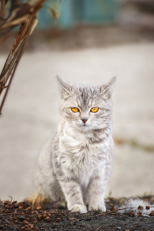 Котёнок - Alex Bush Котёнок - Alex Bush