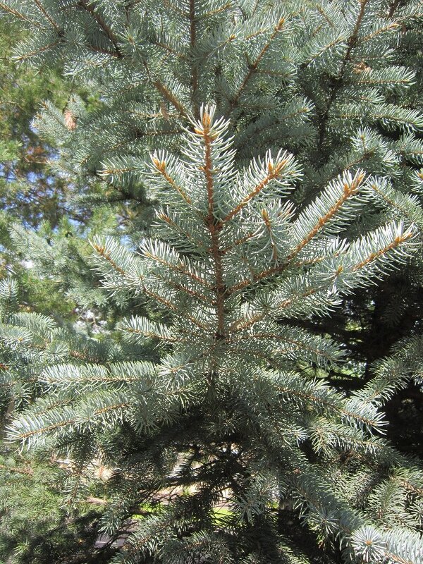 Ёлочка - Дмитрий Никитин Ёлочка - Дмитрий Никитин