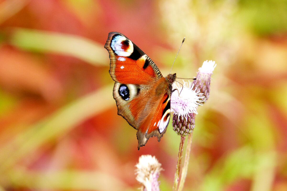 опять про бабочек 470 - Александр Прокудин опять про бабочек 470 - Александр Прокудин