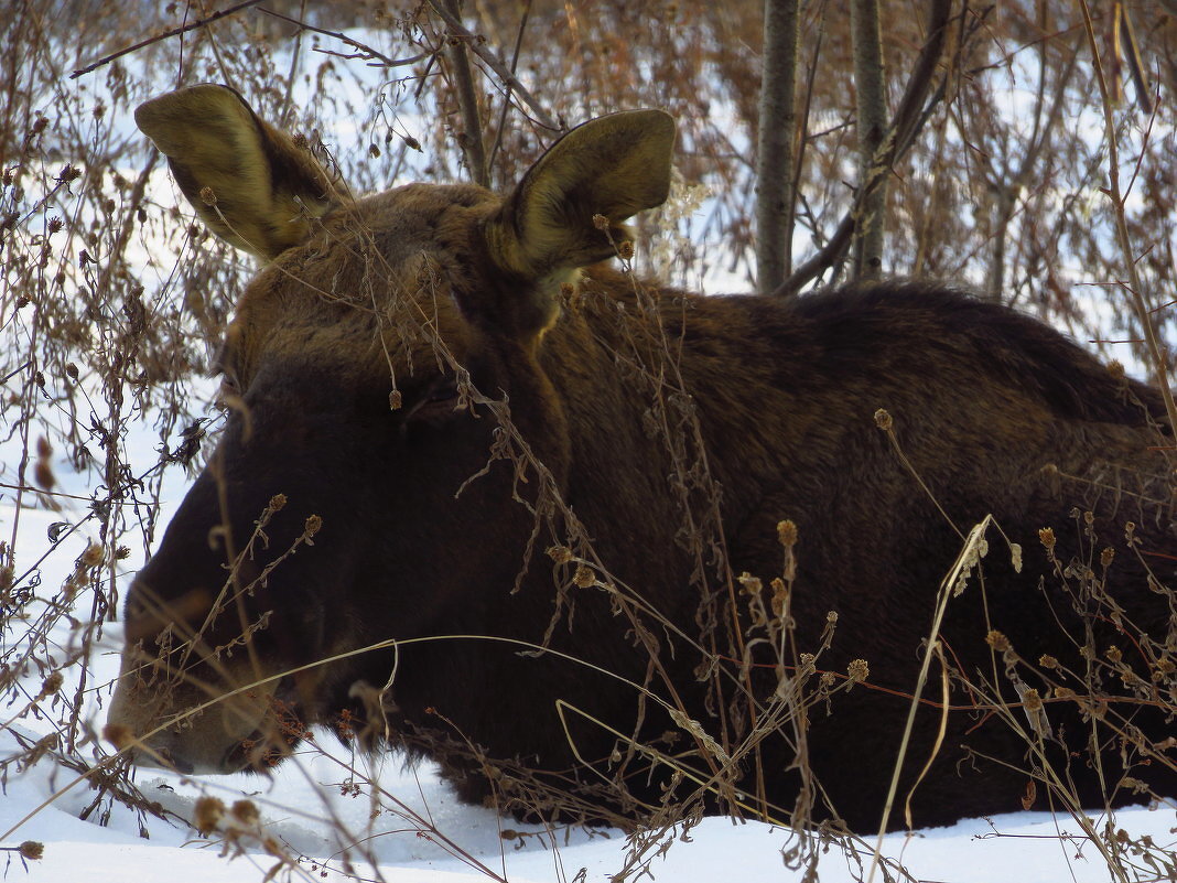 О братьях наших меньших - Андрей Лукьянов