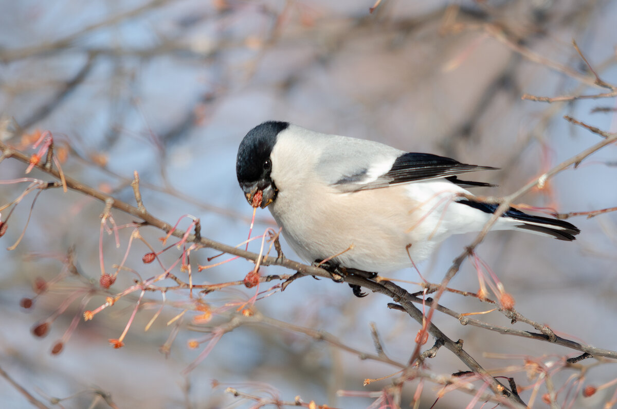 Вкусные яблочки. - Виктор Иванович Чернюк