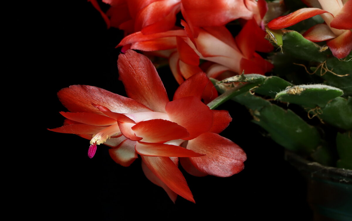 *** - Игорь Kуленко