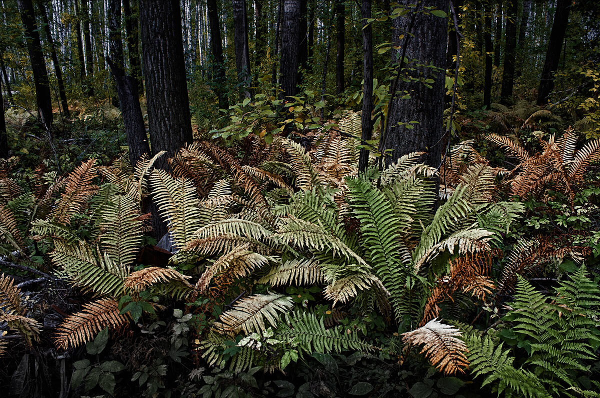 Папоротник - SanSan 