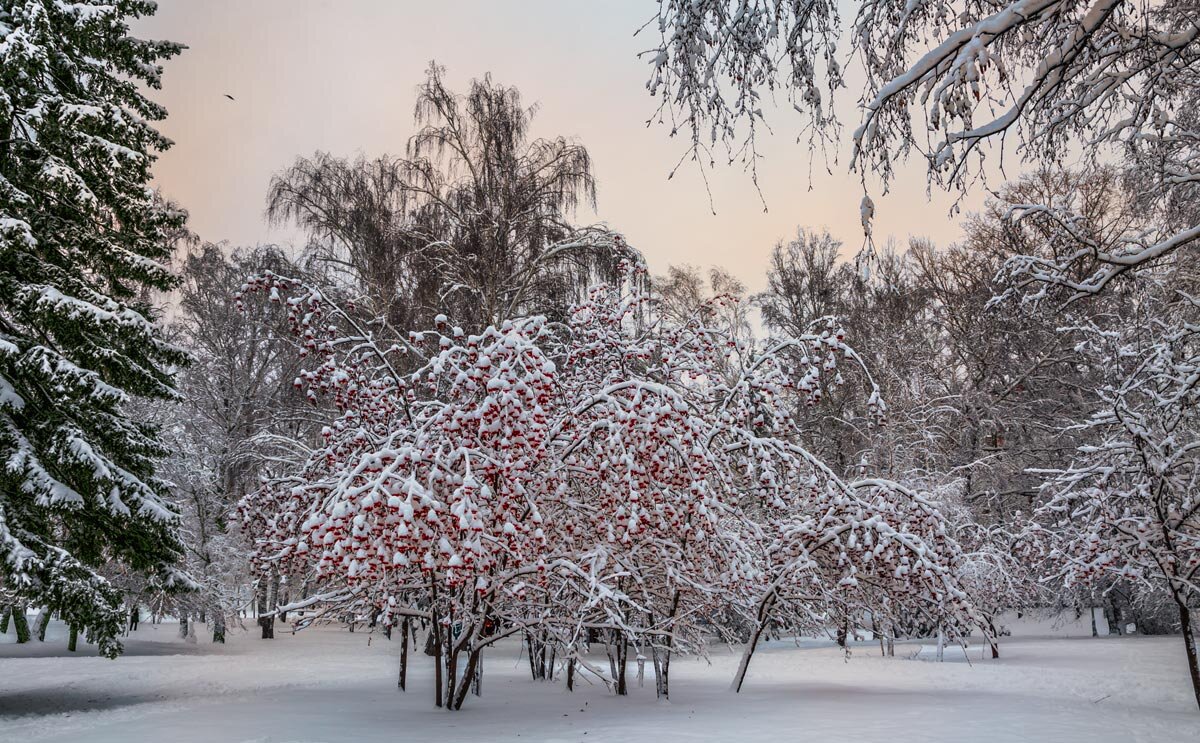 Рябина - SanSan 