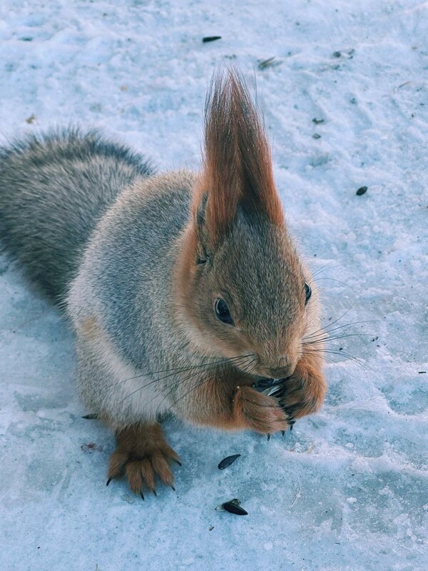 Бельчонок - Георгиевич Бельчонок - Георгиевич