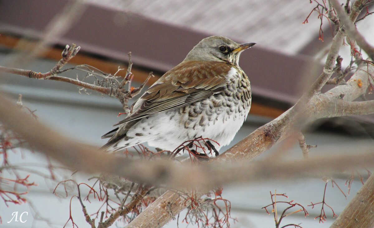 Дрозд рябинник - Любовь Сахарова
