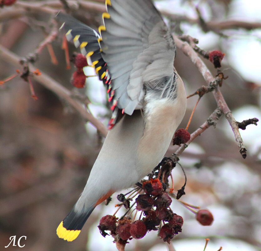 "Лезгинка" - Любовь Сахарова "Лезгинка" - Любовь Сахарова