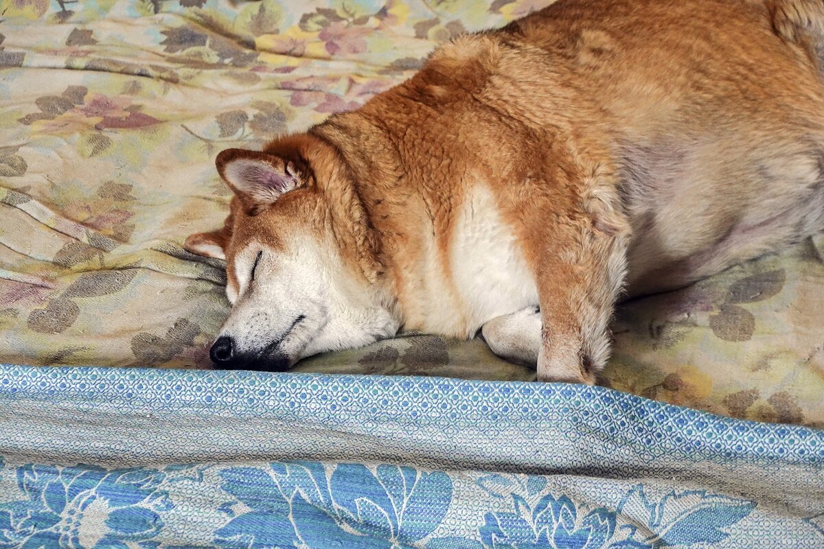 Послеобеденный сон - Валерий Иванович Послеобеденный сон - Валерий Иванович