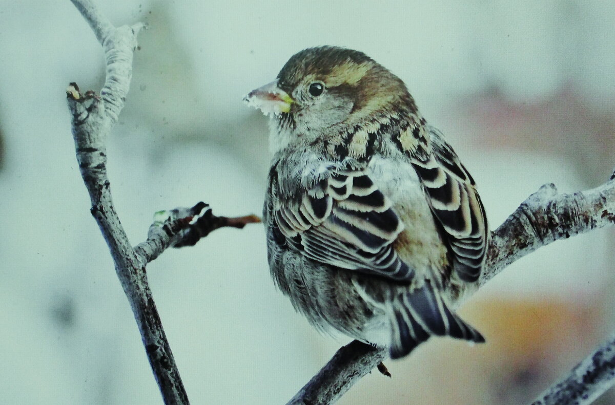 Весь корм засыпало - Людмила Смородинская