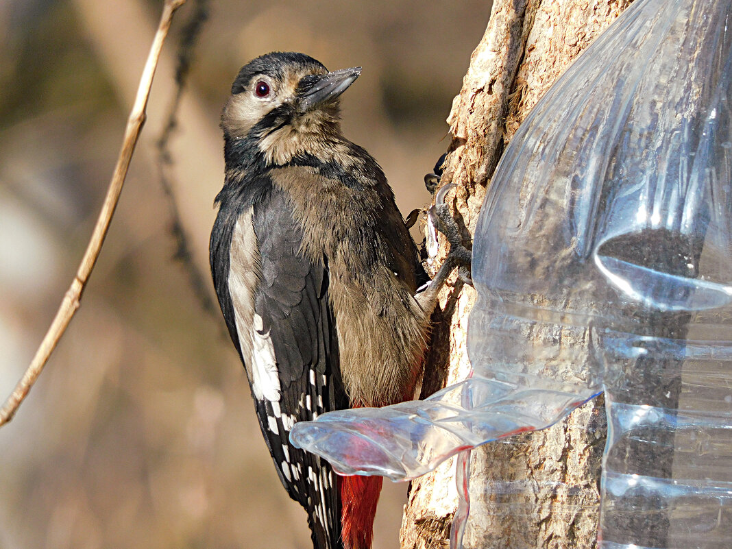 Замарашка - Лина 