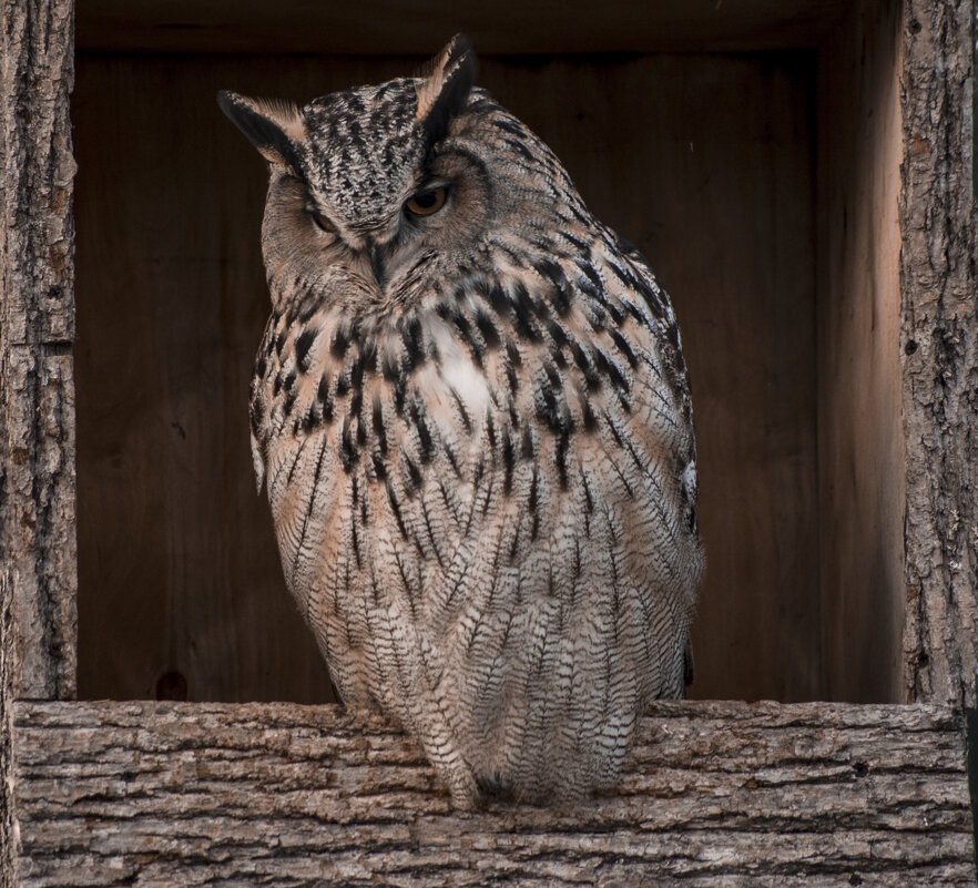 Зоопарк - Совообразные - Владимир Максимов