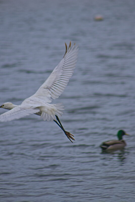 Обыкновенная колпица - Giant Tao / Обыкновенная колпица - Giant Tao /