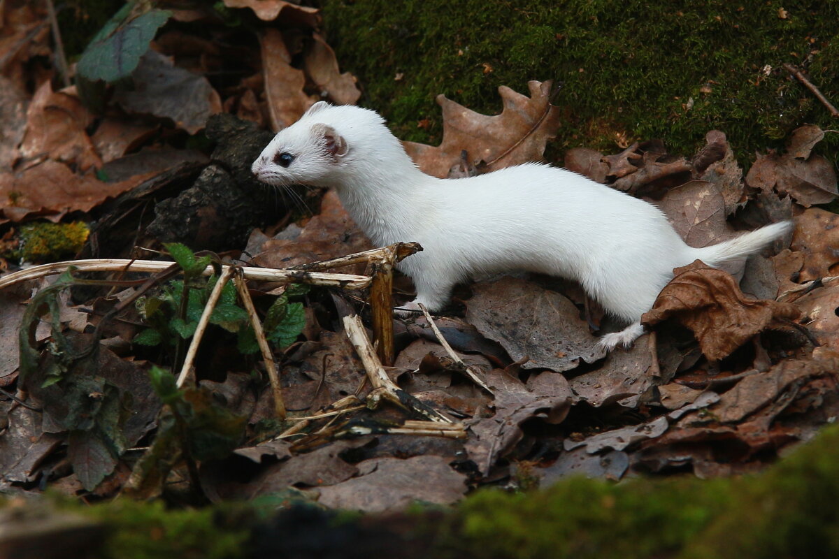 Ласка. - Николай Кондаков