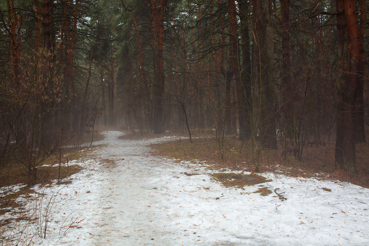 Туманность в лесу - Александр Синдерёв Туманность в лесу - Александр Синдерёв