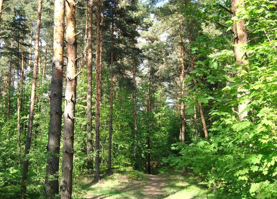 лес. - марта Камушкина