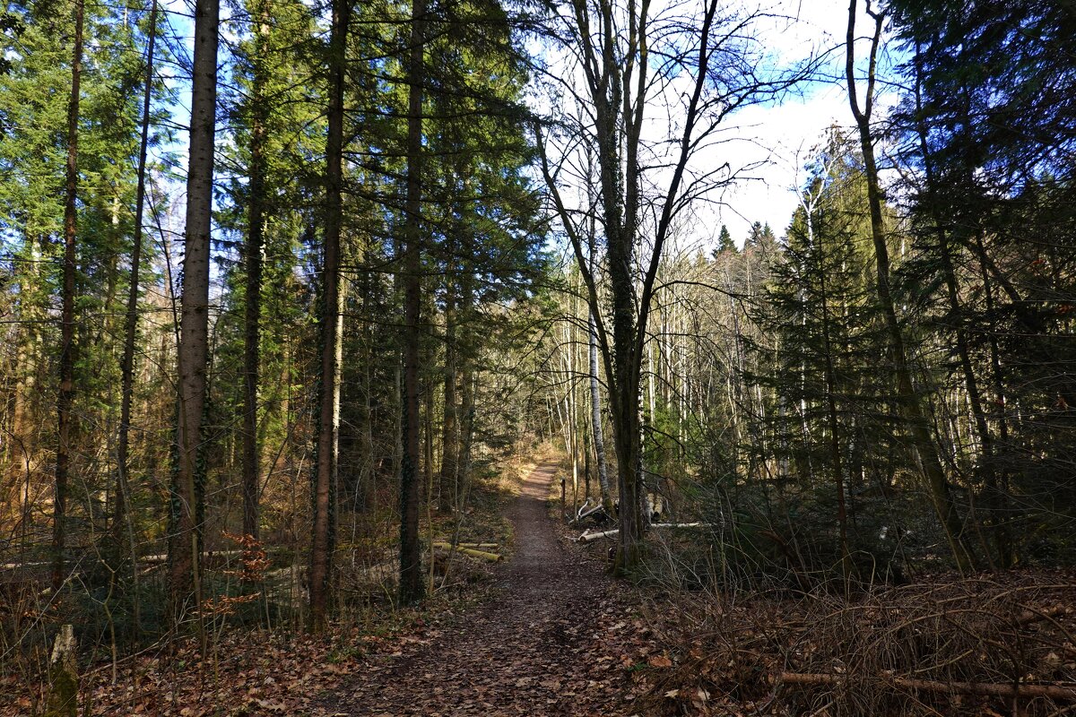 Март в лесу....... - Галина Март в лесу....... - Галина