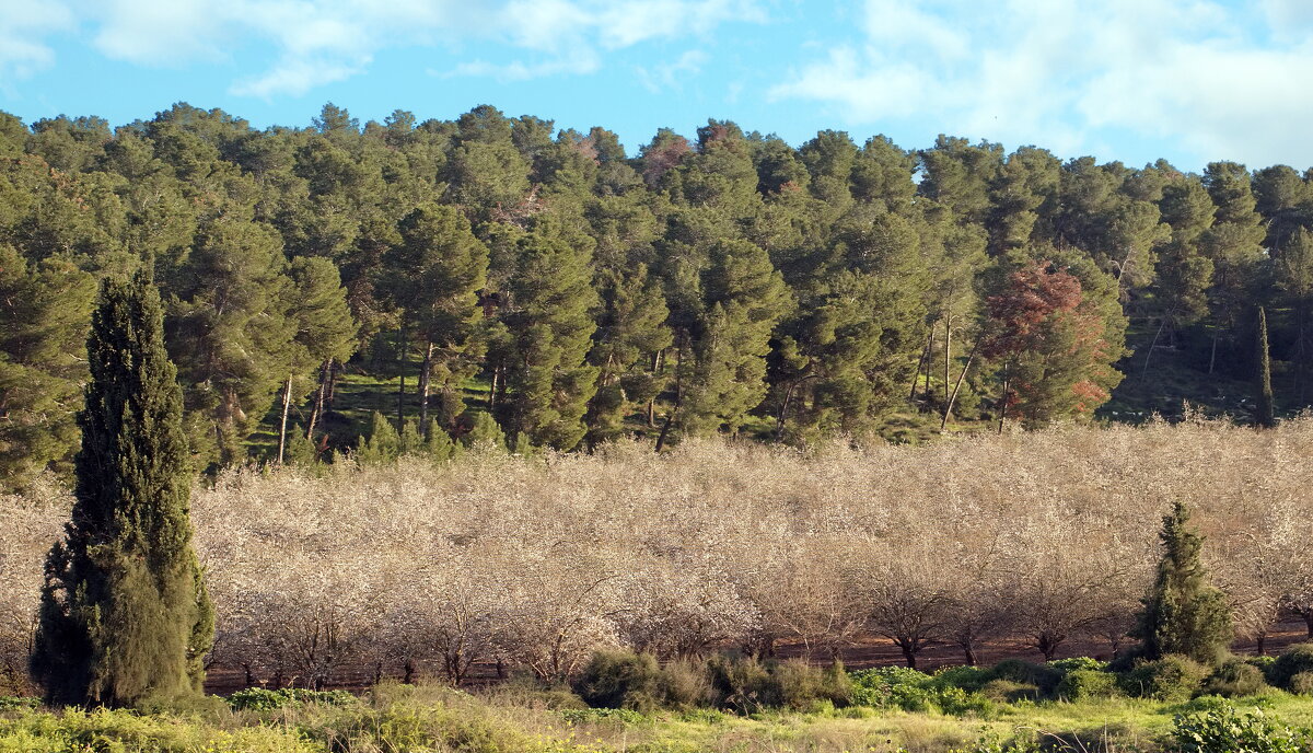 Миндаль зацвел (серия) - Sergey Grim Миндаль зацвел (серия) - Sergey Grim