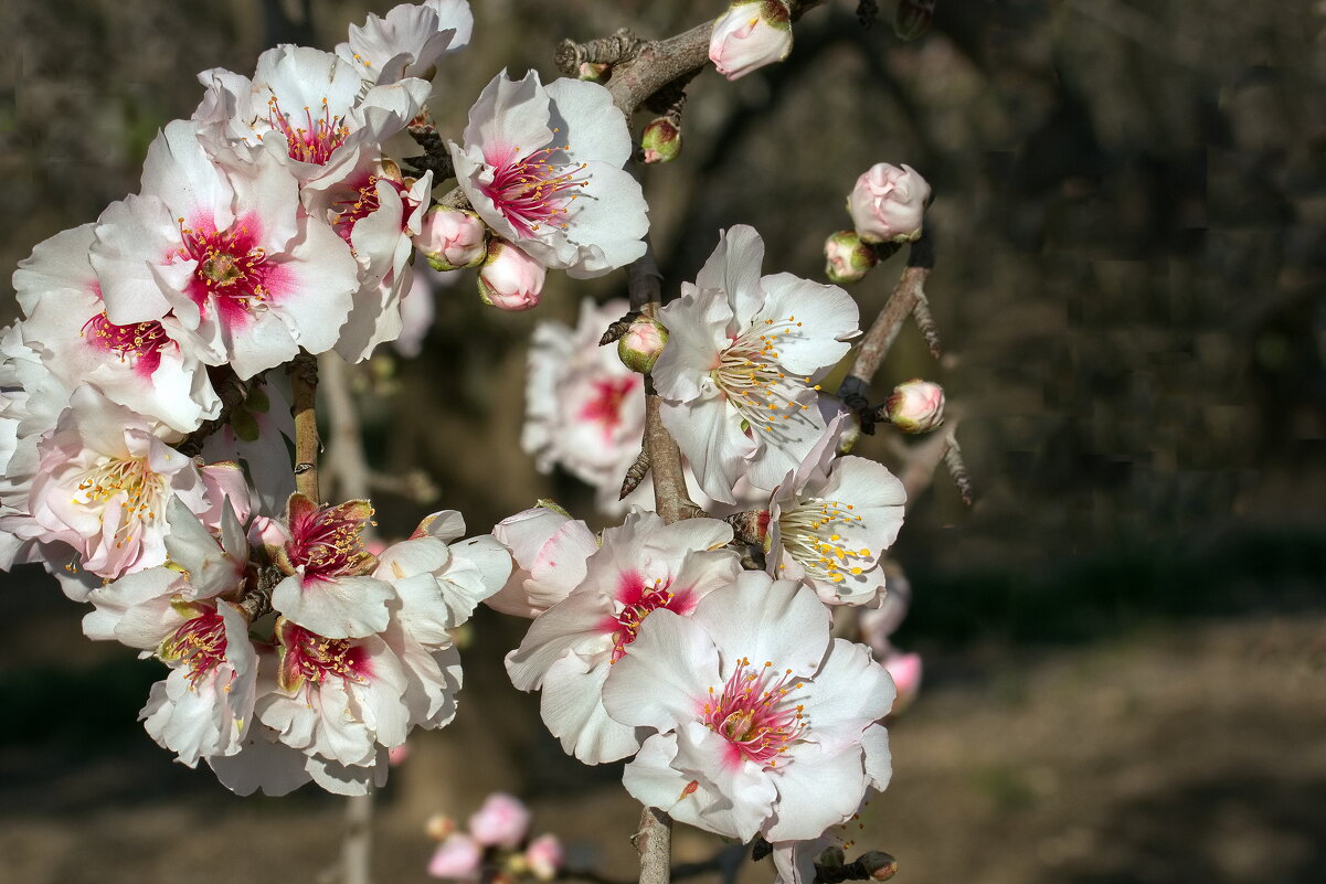 Миндаль зацвел (серия) - Sergey Grim Миндаль зацвел (серия) - Sergey Grim