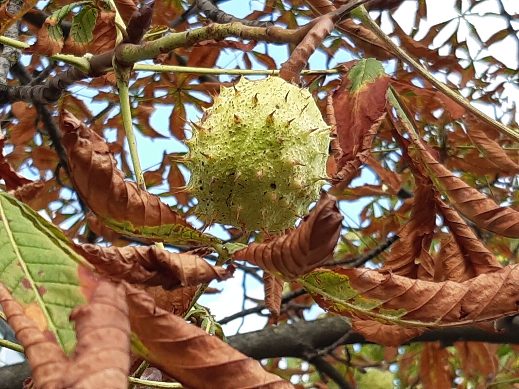 Прогулки по Калининграду - Галина Минчук Прогулки по Калининграду - Галина Минчук