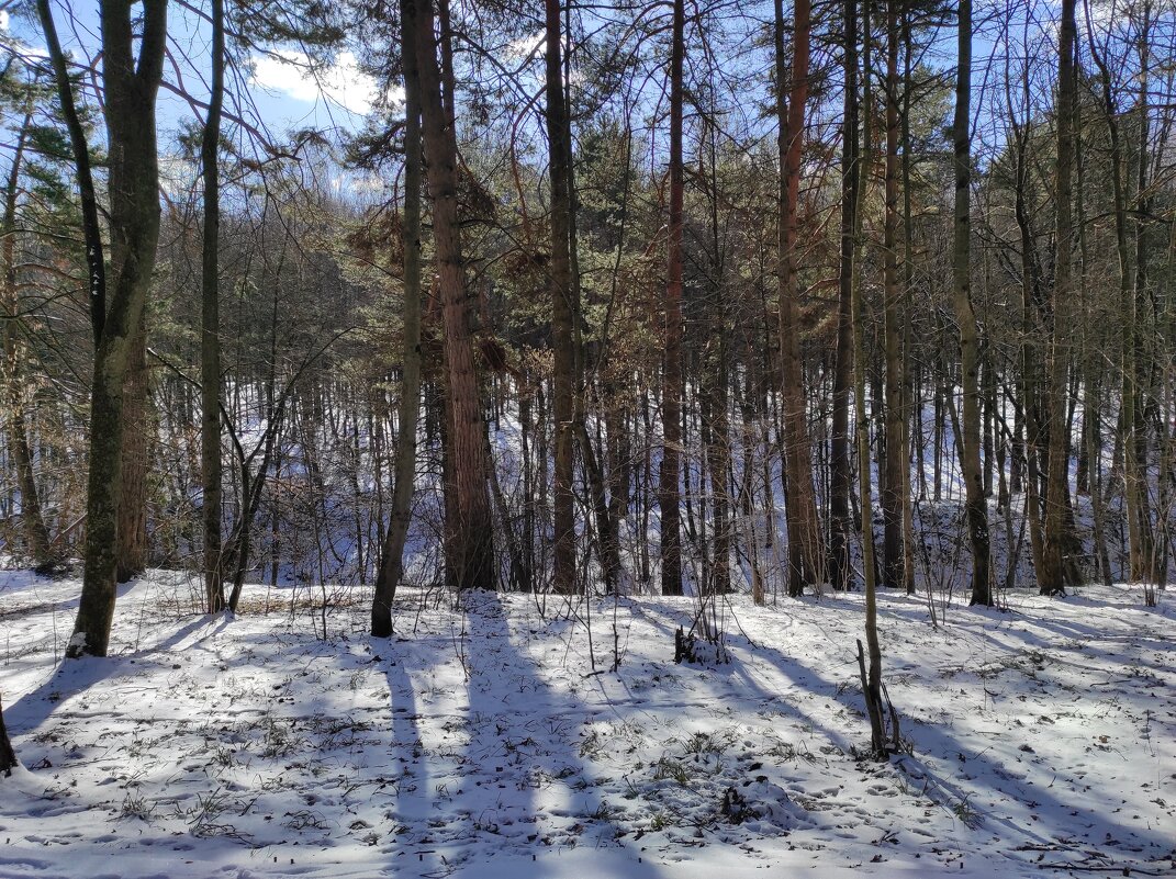 Овражек в лесу - Игорь Ч. Овражек в лесу - Игорь Ч.