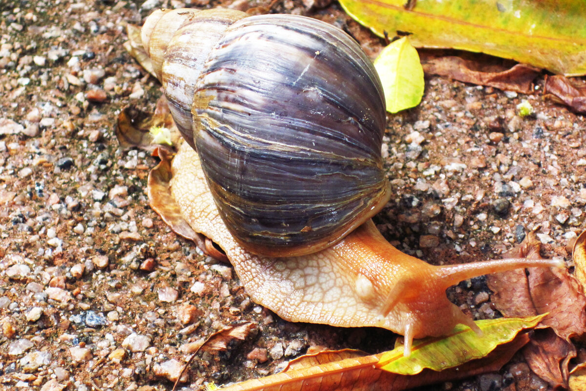Вкусный лист и улитка - Ирина Ватолина Вкусный лист и улитка - Ирина Ватолина