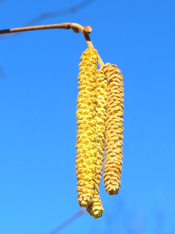 Ольховые серёжки - Андрей Снегерёв Ольховые серёжки - Андрей Снегерёв
