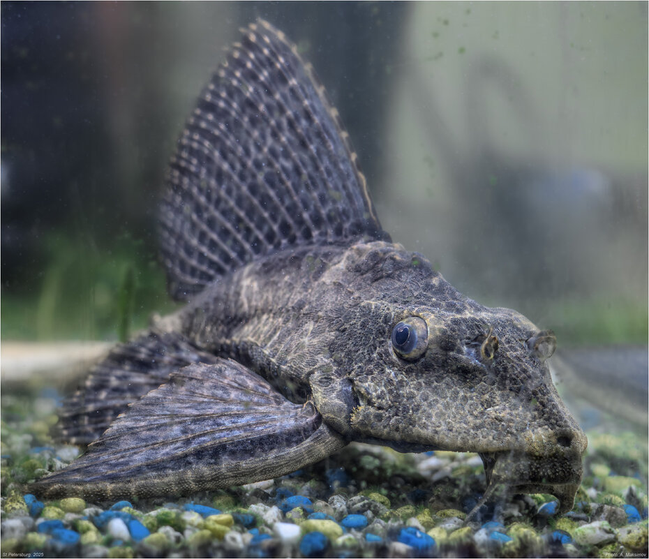 Сомик. - Александр Максимов