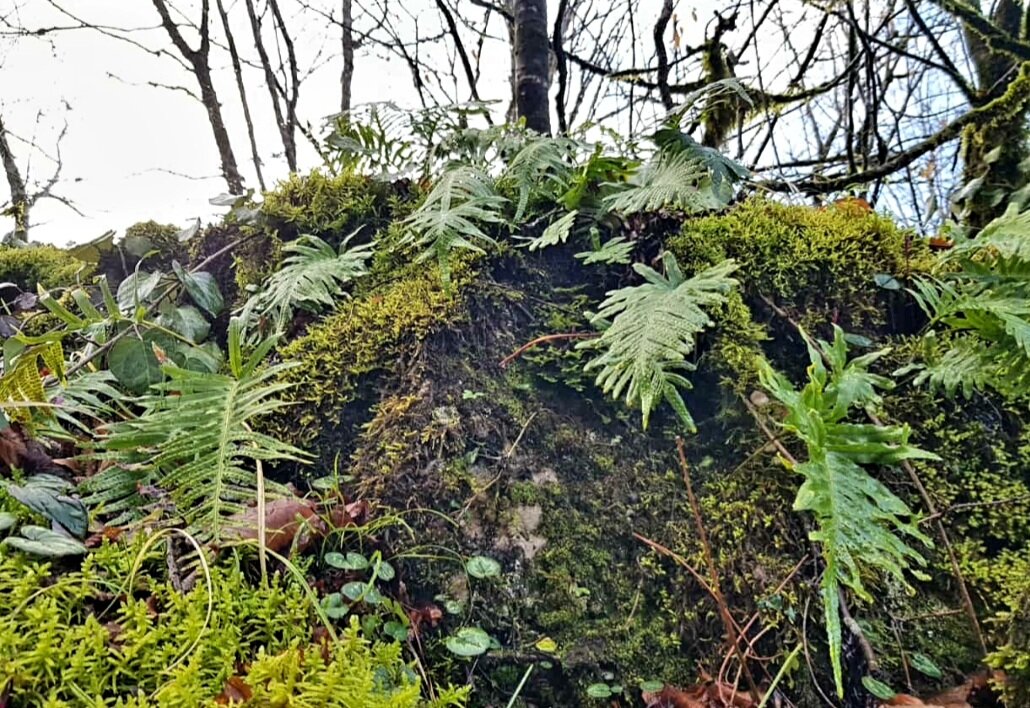 Солох-Аул Сочи - Tata Wolf