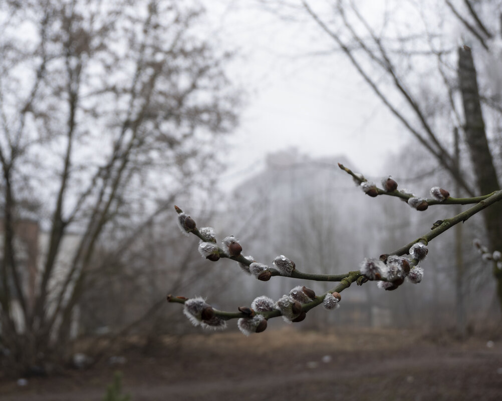 Верба - Татьяна *