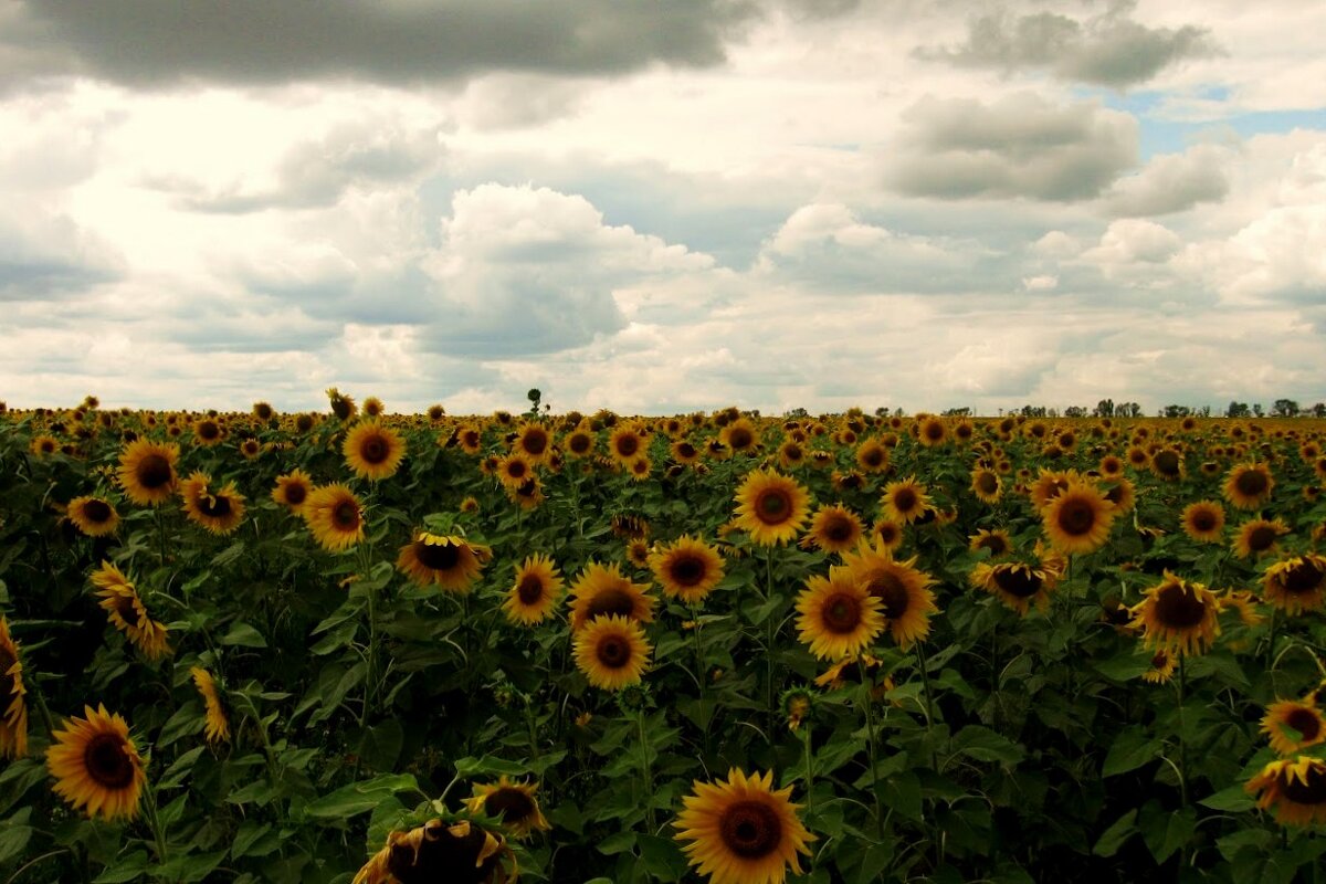 ПАСМУРНО - Татьяна Касьяненко ПАСМУРНО - Татьяна Касьяненко