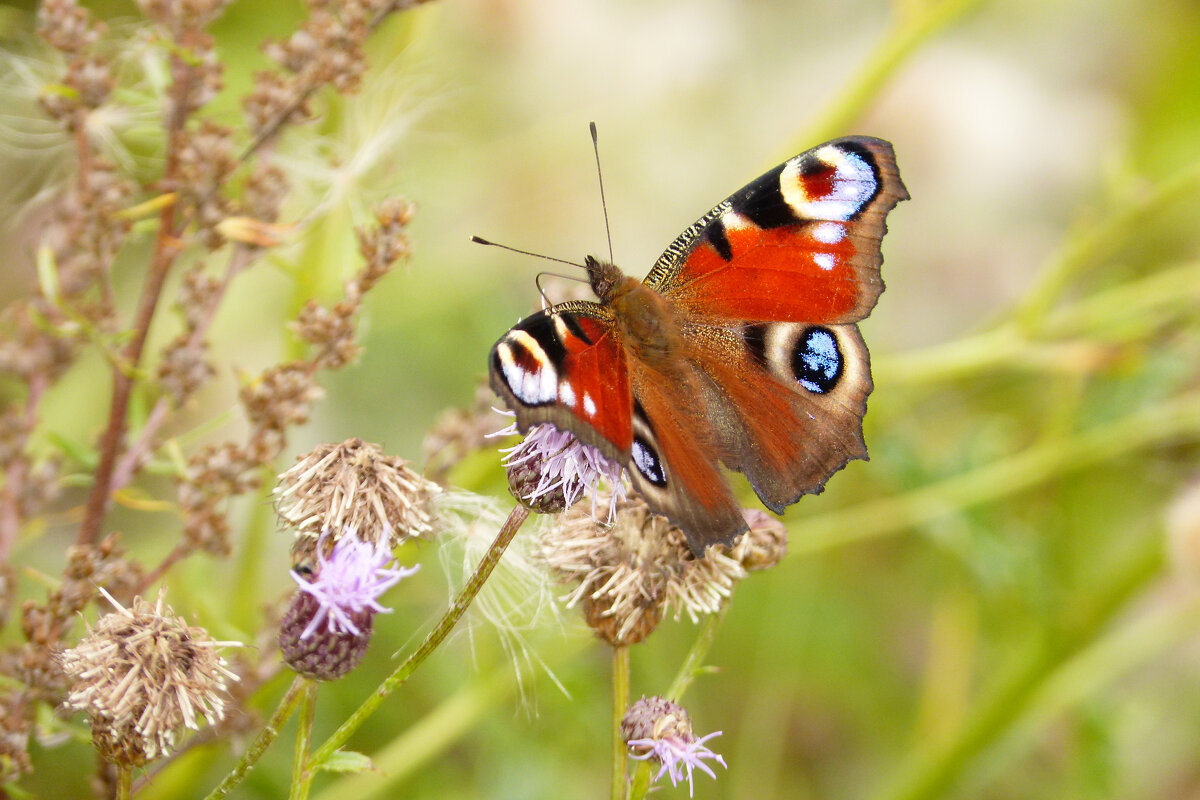 опять про бабочек 476 - Александр Прокудин опять про бабочек 476 - Александр Прокудин