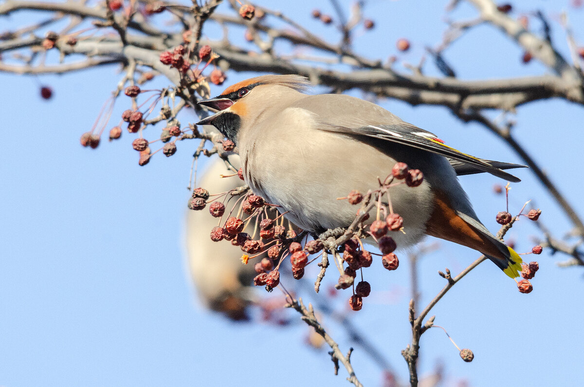 Свиристель. - Виктор Иванович Чернюк Свиристель. - Виктор Иванович Чернюк