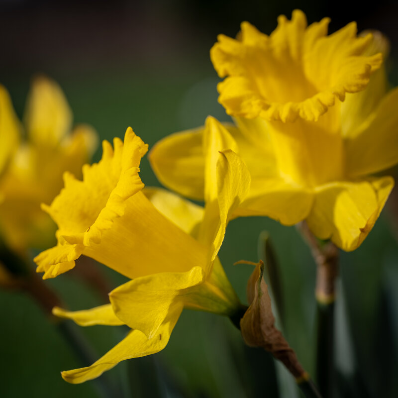 Нарциссы - Referee (Дмитрий) Нарциссы - Referee (Дмитрий)