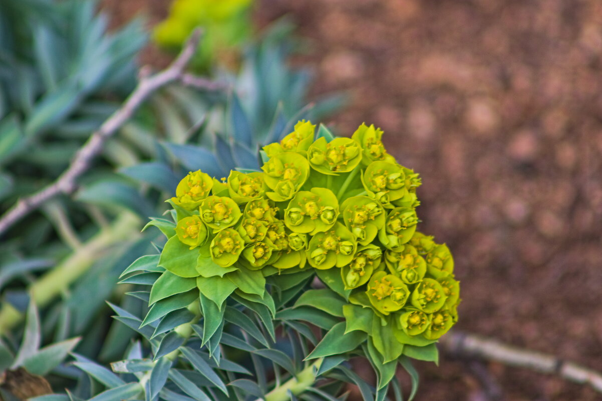 Молочай - Giant Tao /