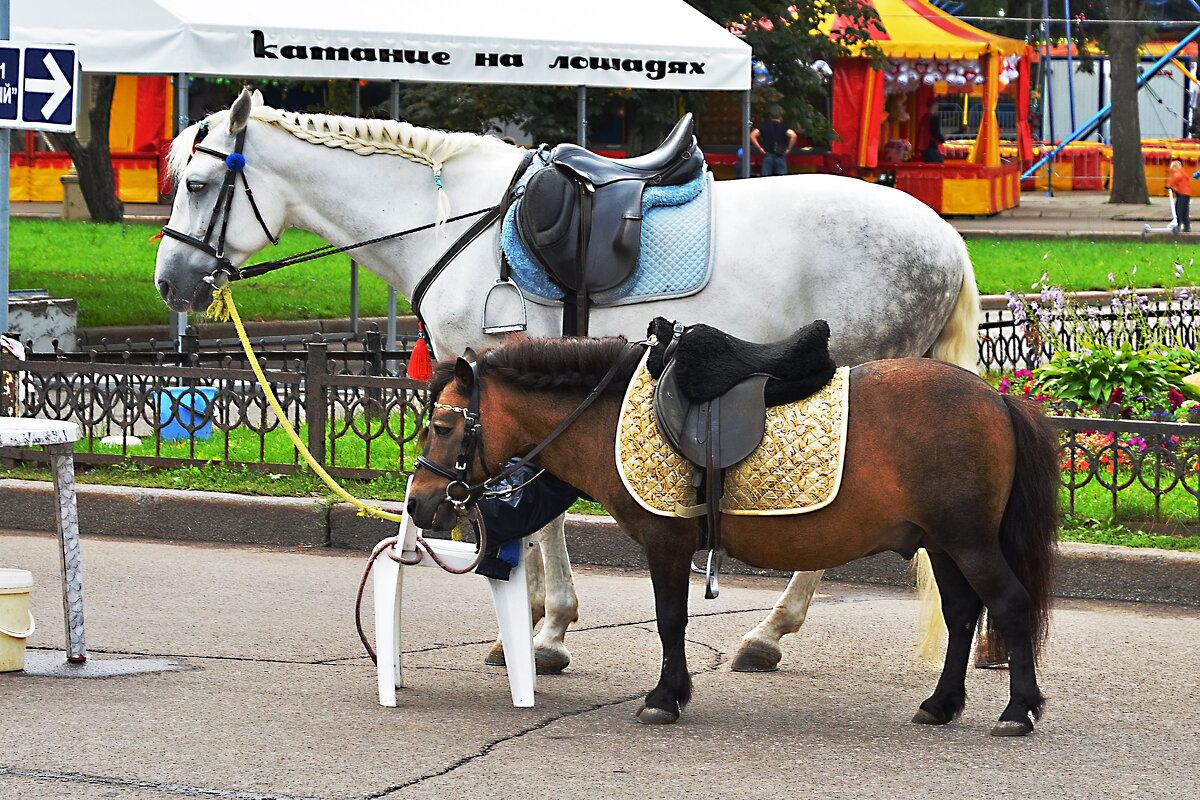 Давид и Голиаф. - Валерий Пославский