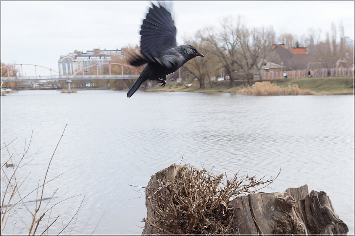 „Галина Карловна" - Сеня Белгородский „Галина Карловна" - Сеня Белгородский