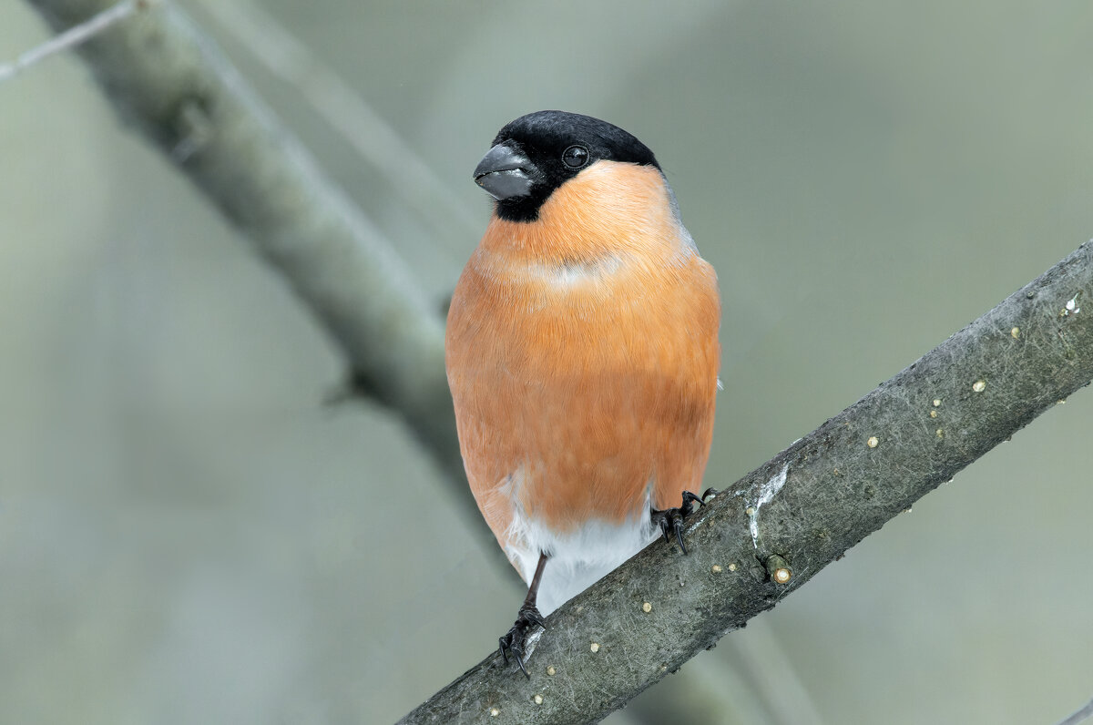 снегирь самец - юрий макаров снегирь самец - юрий макаров