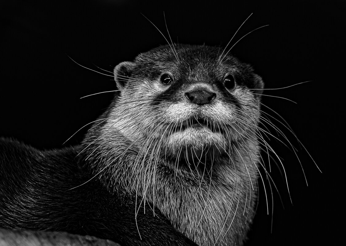 Азиатская бескоготная выдра - Михаил Измайлов