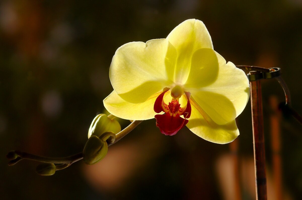 Доброе утро - Юрий. Шмаков