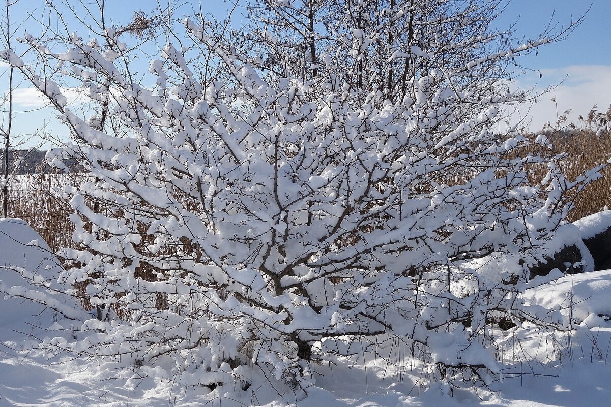 Зимушка-зима - Рита Симонова