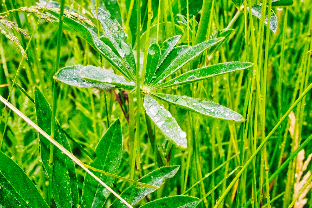 Капли утра - Джованни Луче
