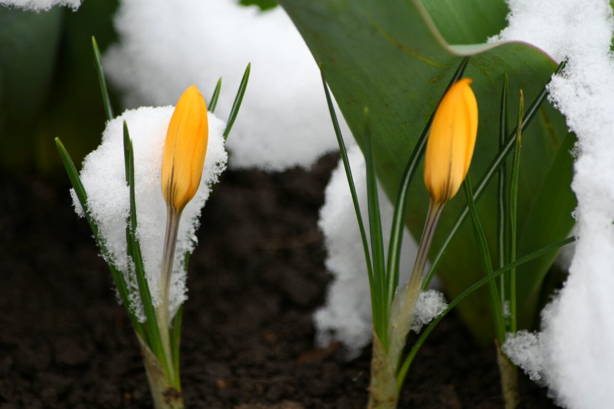 Зима решила вернуться - Татьяна Евдокимова Зима решила вернуться - Татьяна Евдокимова