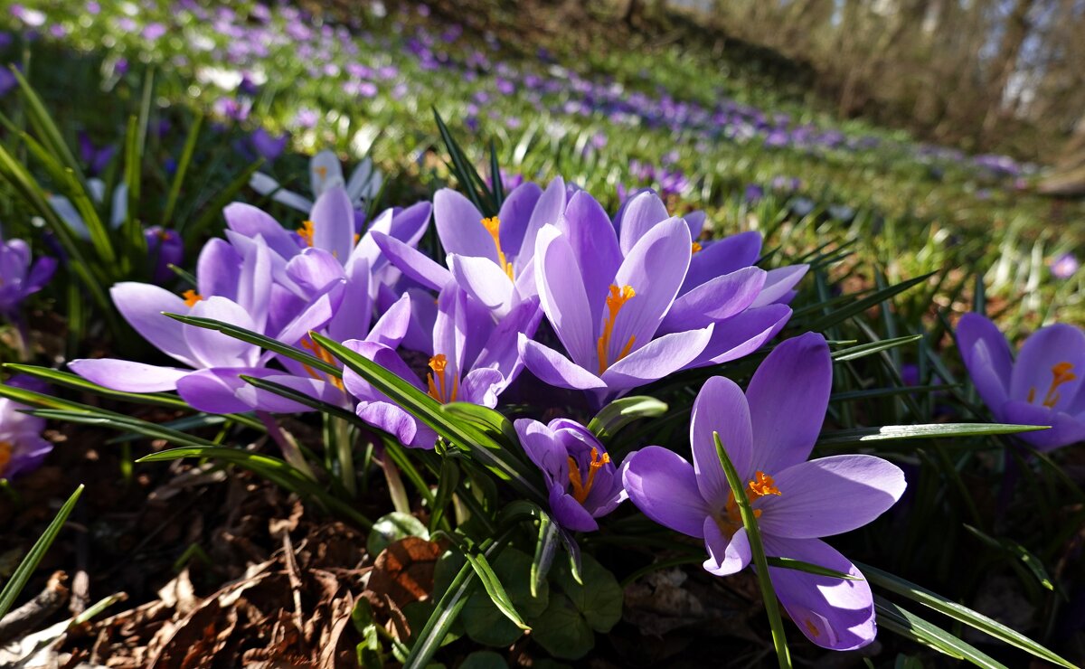Ловлю мелодию весны... - Галина Ловлю мелодию весны... - Галина