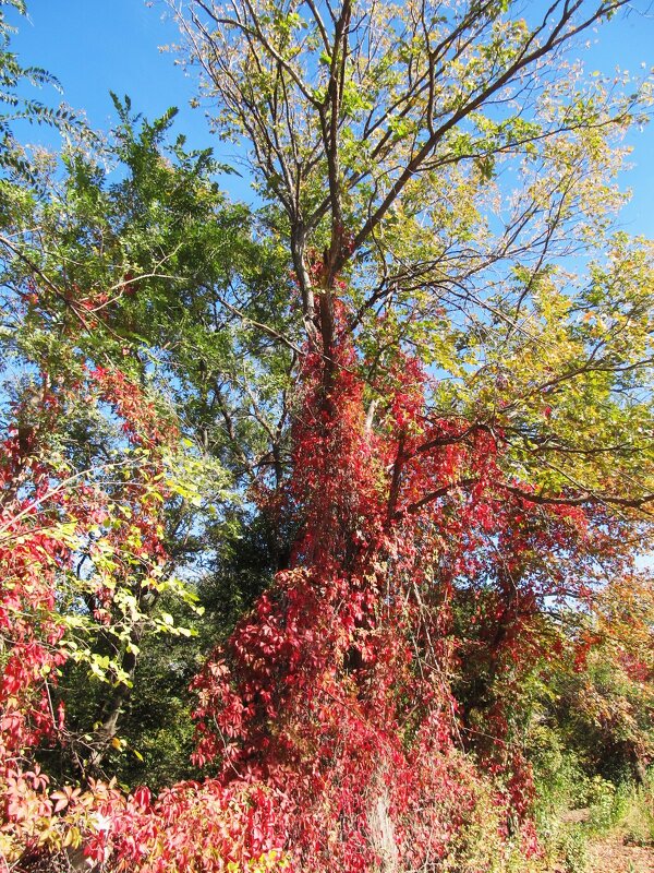 сентябрь - Елена Шаламова