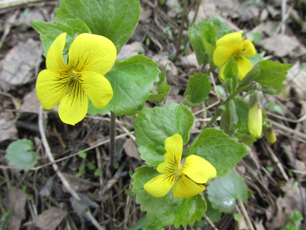 Первоцветы - Galaelina *** Первоцветы - Galaelina ***