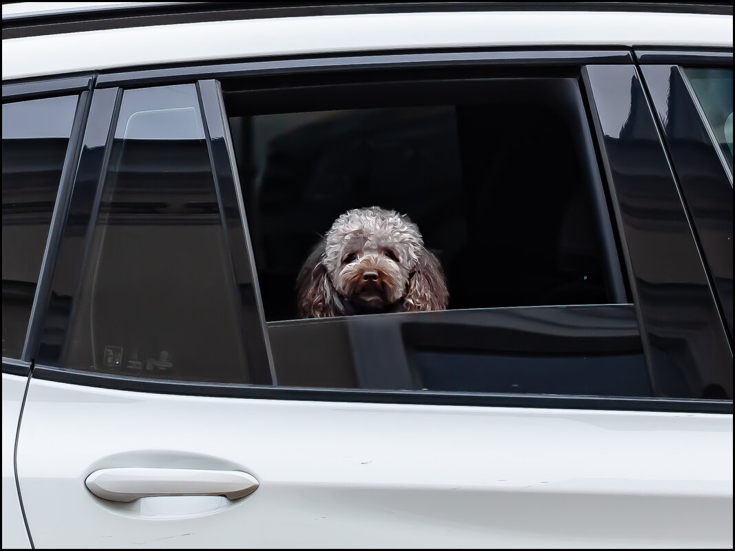 Пассажир - Александр Тарноградский