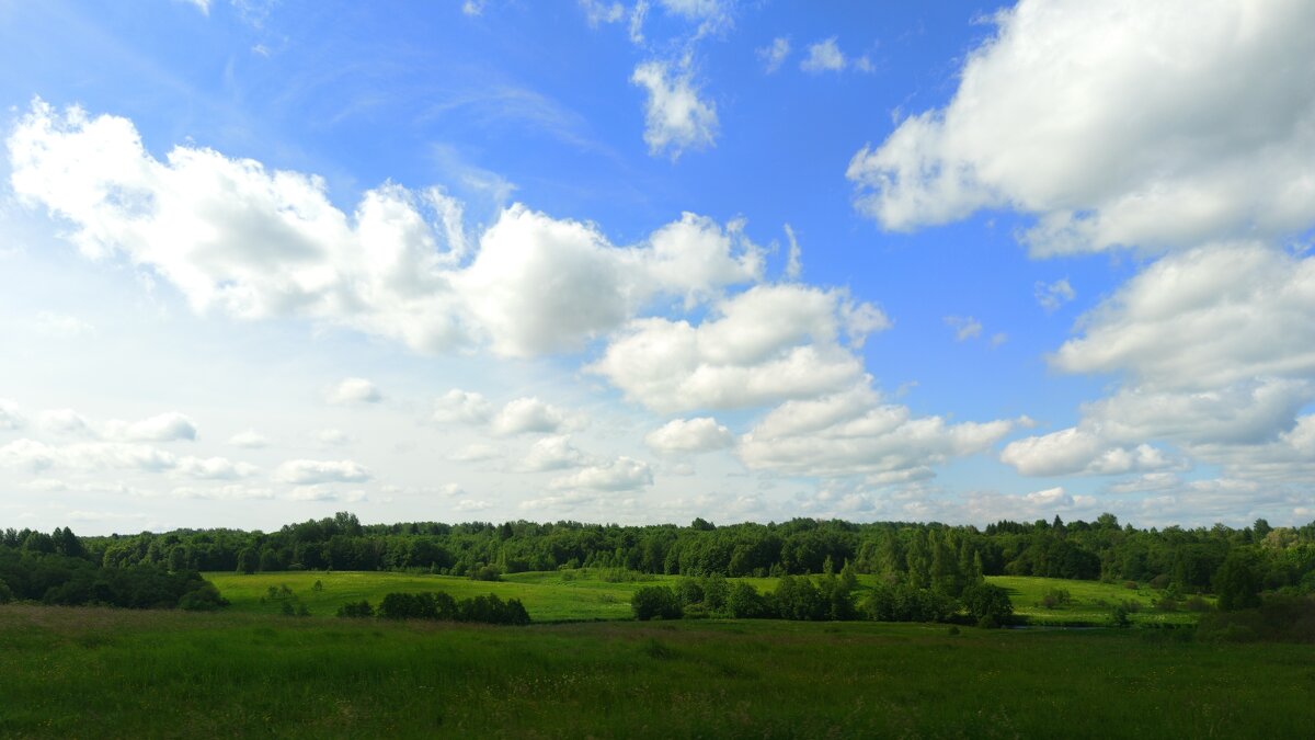 Лес за рекой Полонка - Артем 