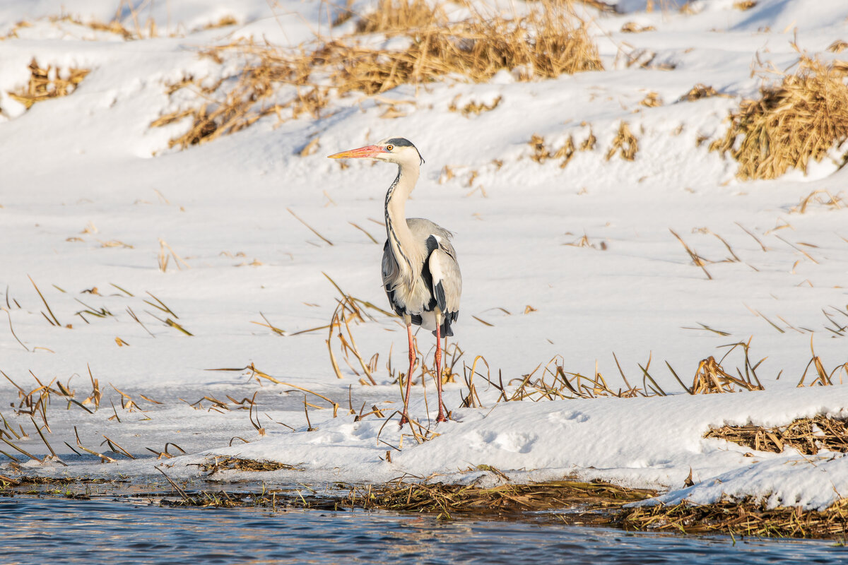 Серая цапля на берегу Ижоры - Дарья Меркулова Серая цапля на берегу Ижоры - Дарья Меркулова