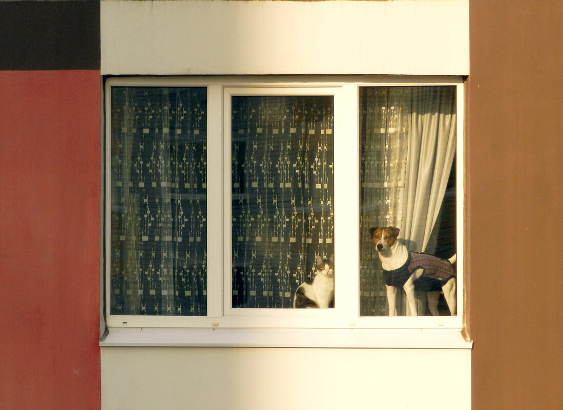 питомцы в оконце - Лера питомцы в оконце - Лера